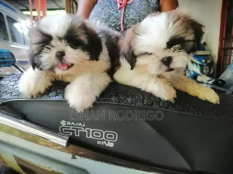 Shih Tzu Puppy