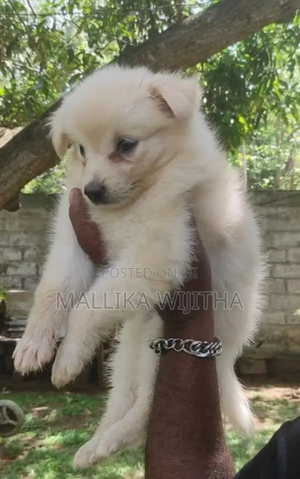 Lion Pomeranian Puppies