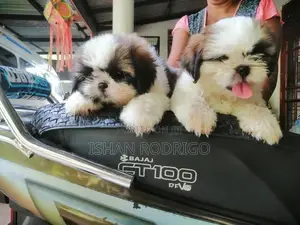 Shih Tzu Puppy