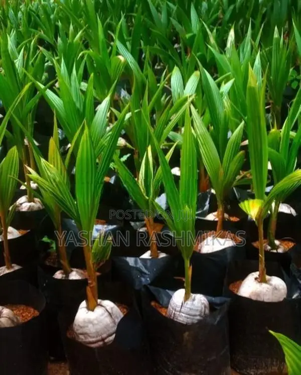 Coconut Plant