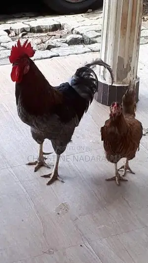 Rooster