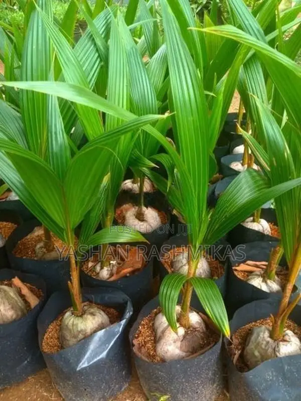 Coconut Plant