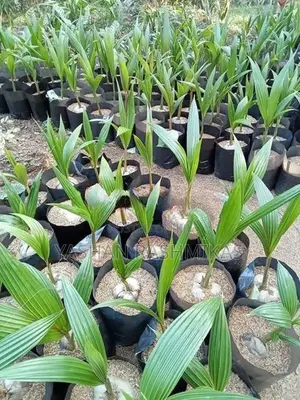 Coconut Plant
