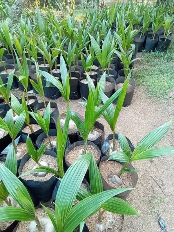 Coconut Plant