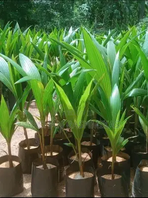 Coconut Plant