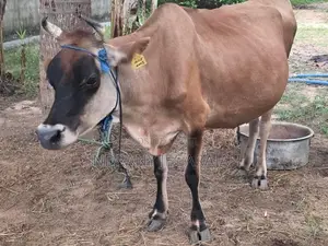 Milking Cow with Male Calves