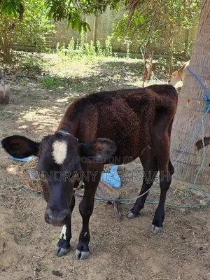 Milking Cow with Male Calves
