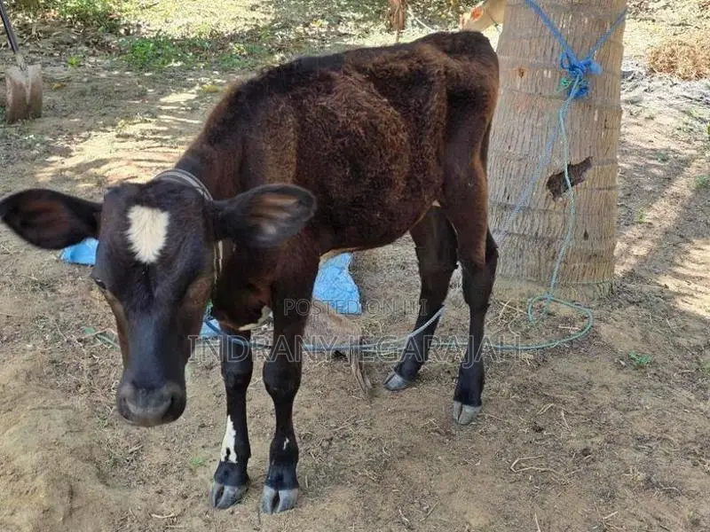Milking Cow with Male Calves