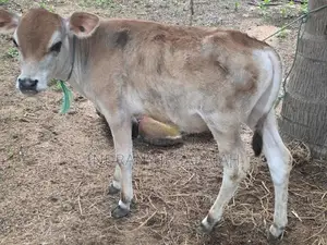 Milking Cow with Male Calves