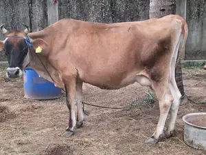 Milking Cow with Male Calves