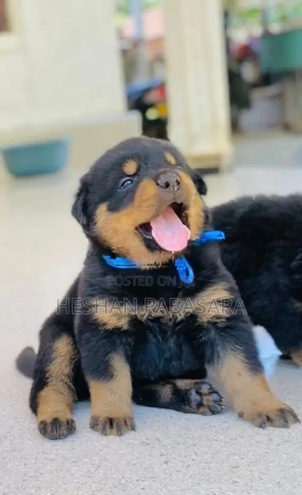Rottweiler Puppies