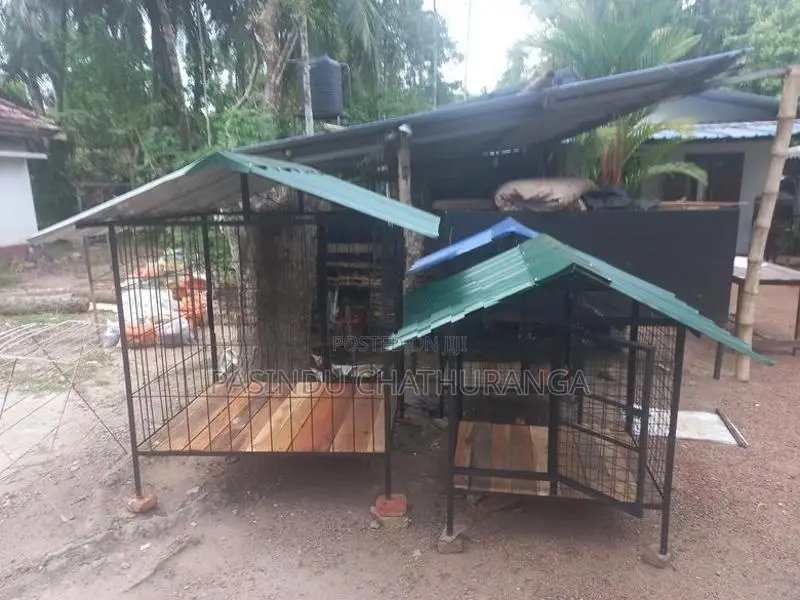 Dog Cage