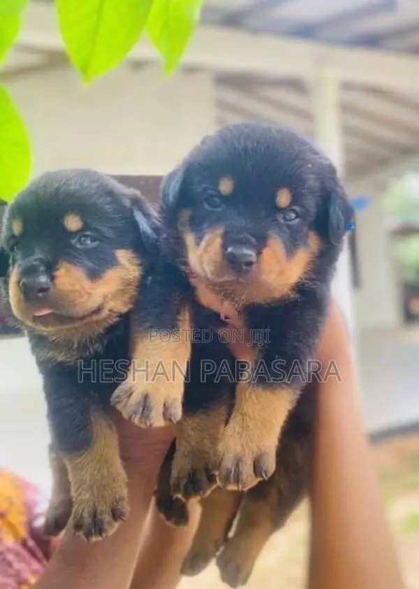 Rottweiler Puppies