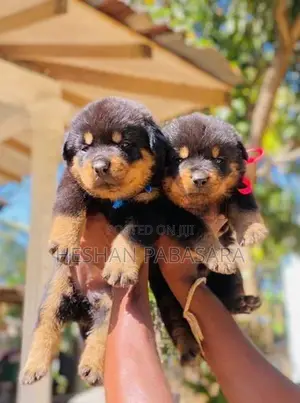 Rottweiler Puppies