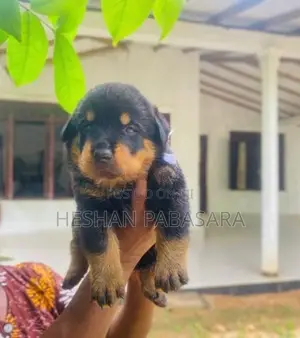 Rottweiler Puppies