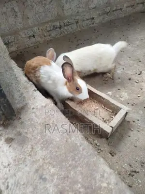Rabbit