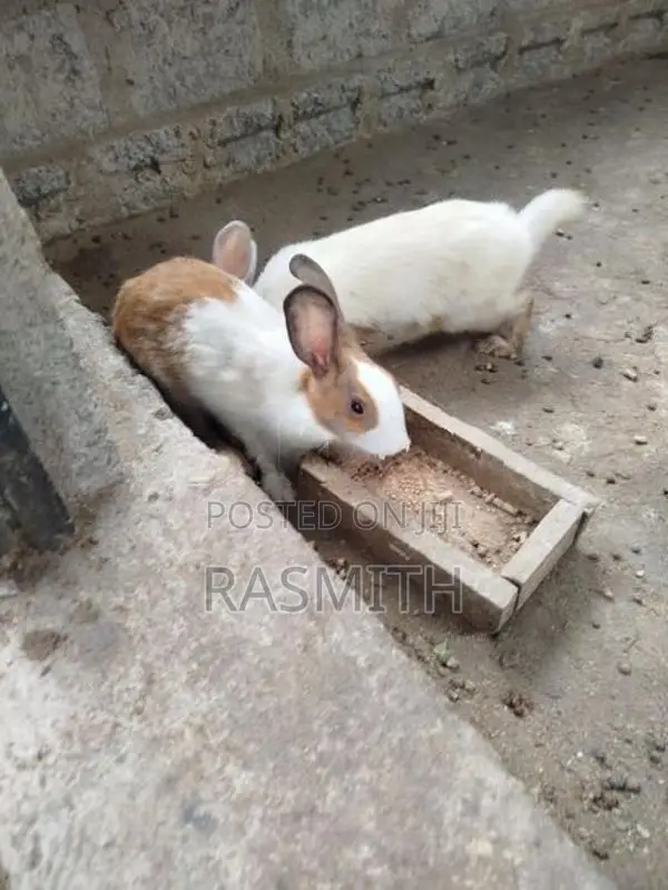 Rabbit