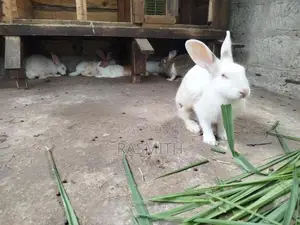 Rabbit