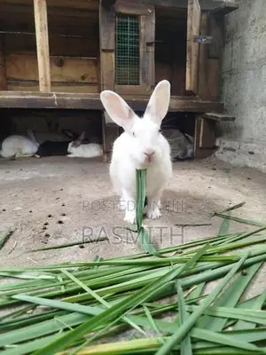 Rabbit