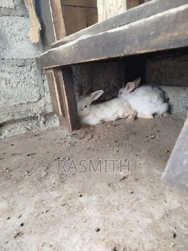 Rabbit