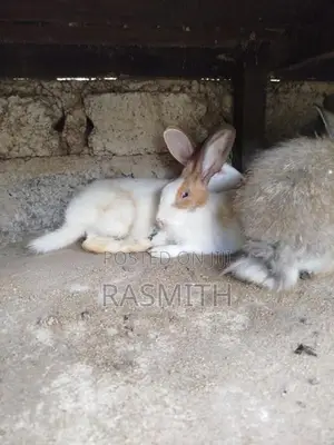 Rabbit