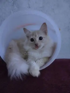 Persian Cat
