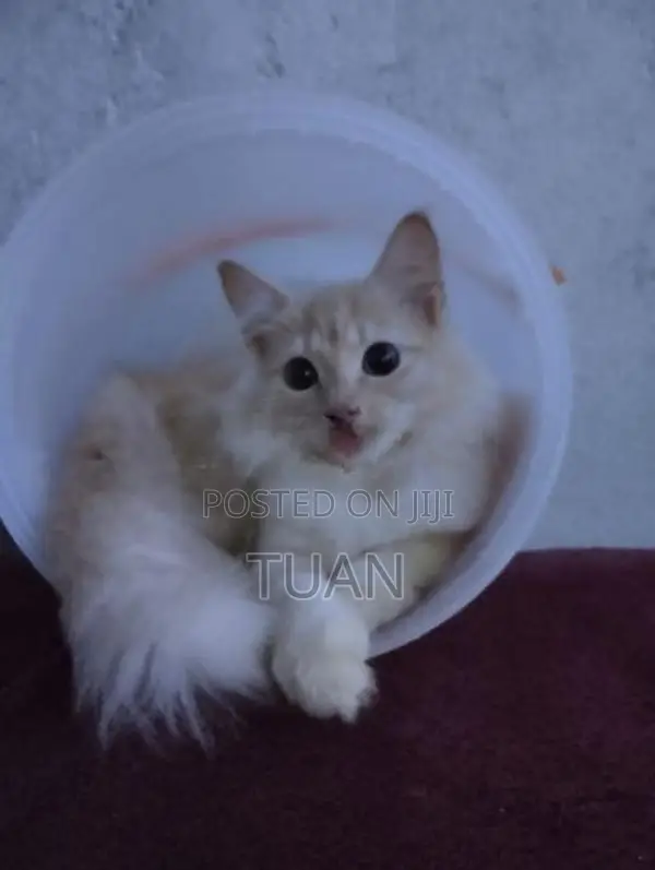 Persian Cat