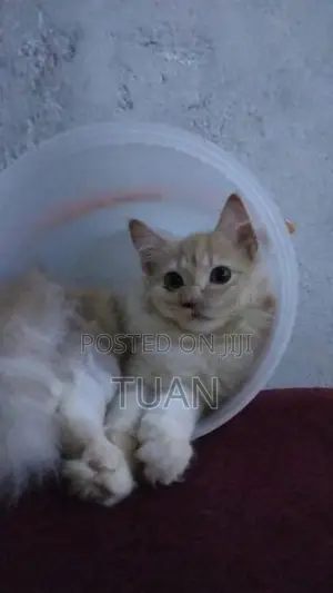 Persian Cat