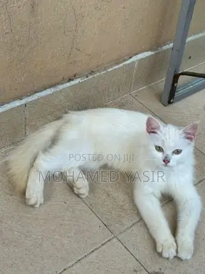 Persian Cat Female