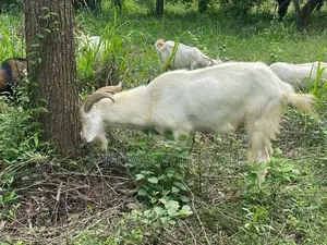 Saanen Goat