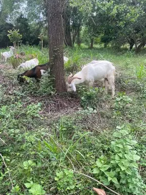 Saanen Goat