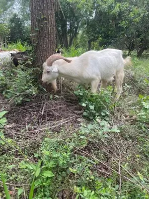 Saanen Goat