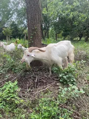 Saanen Goat