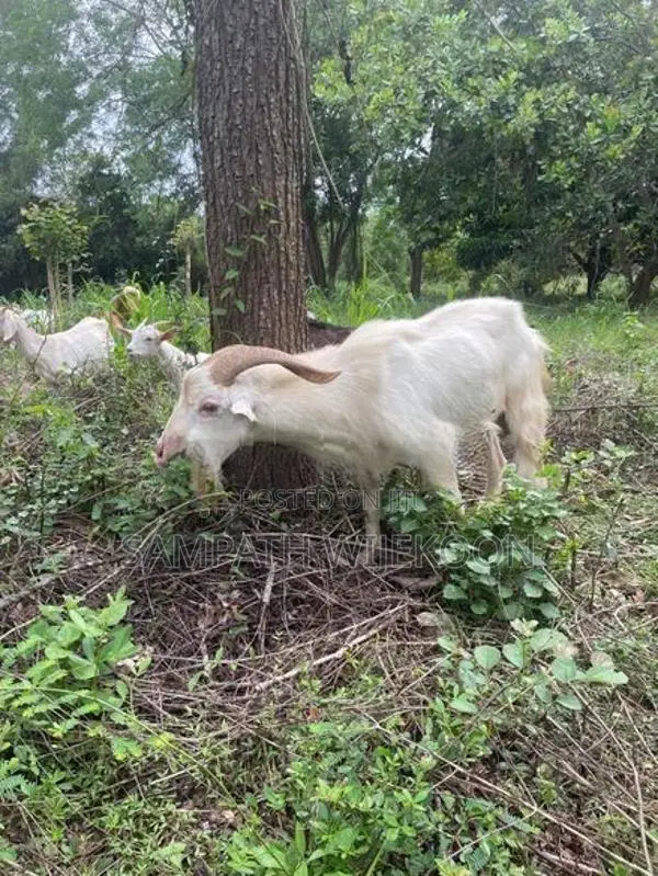 Saanen Goat