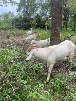 Saanen Goat