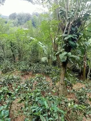 House in Bandarawela