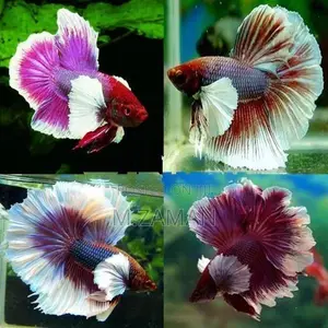 Fighter Fish