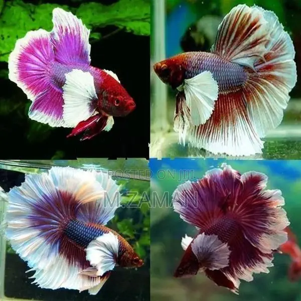 Fighter Fish