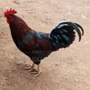 ගම් කුකුලන්