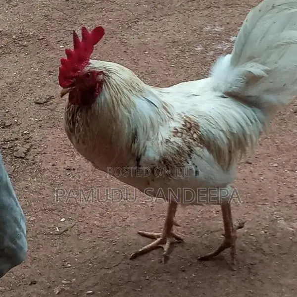 ගම් කුකුලන්