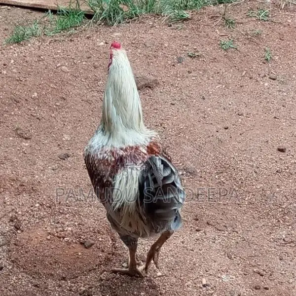 ගම් කුකුලන්