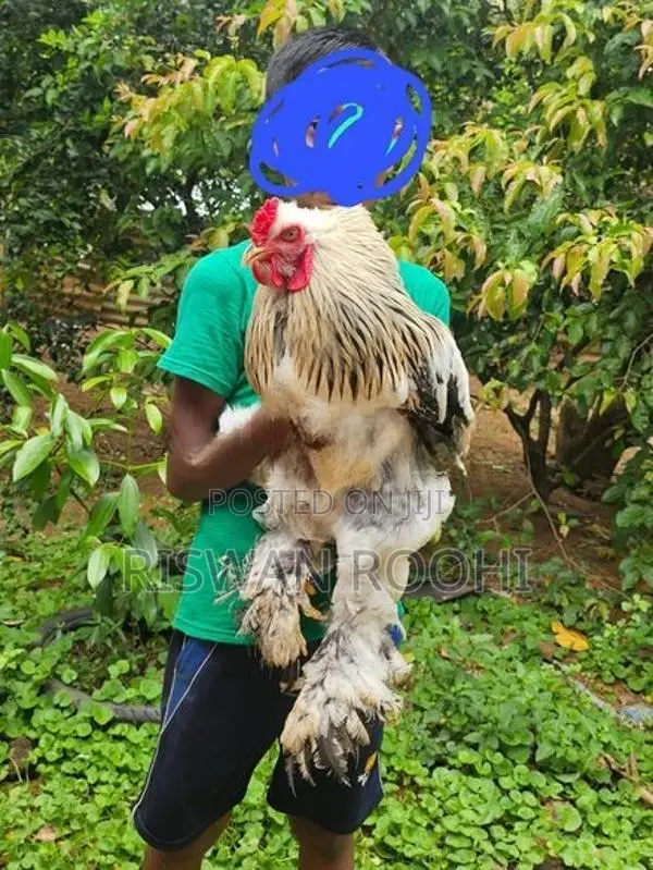 Brahma Chicken