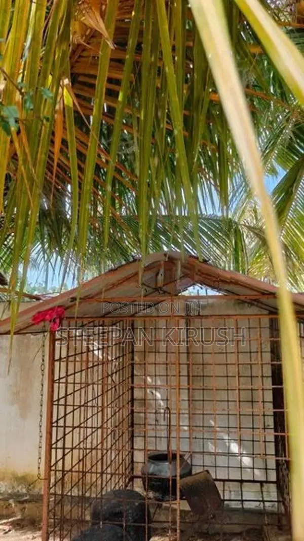 Dog Cage
