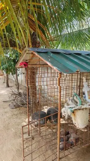 Dog Cage