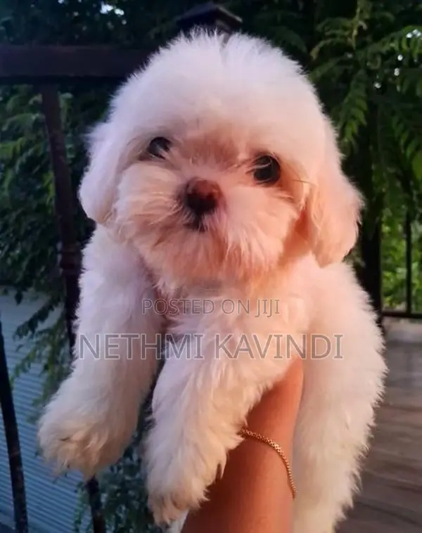 Shih Tzu Puppies
