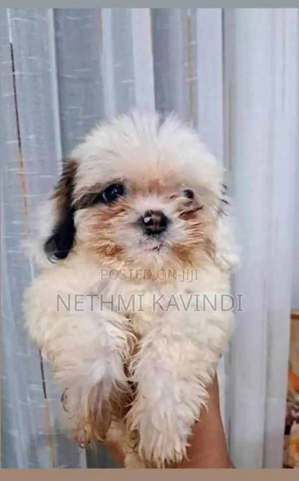 Shih Tzu Puppies