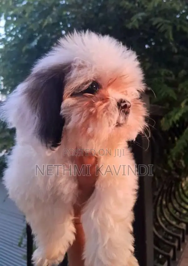 Shih Tzu Puppies