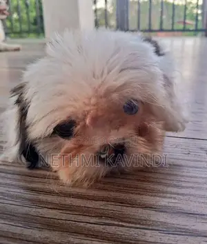 Shih Tzu Puppies