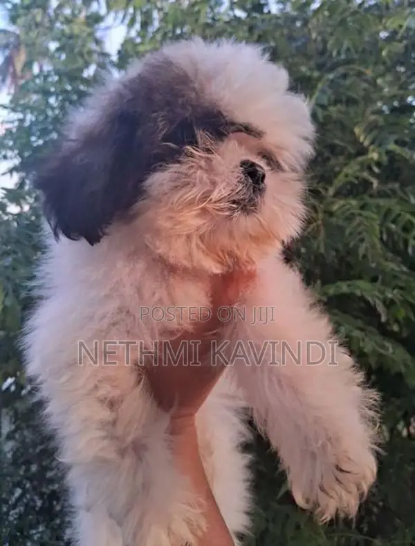 Shih Tzu Puppies