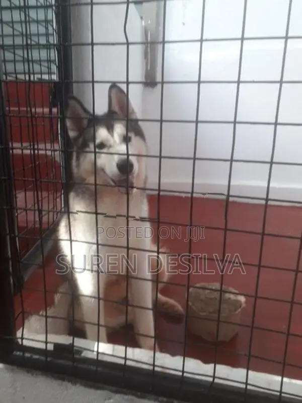 Husky Puppy